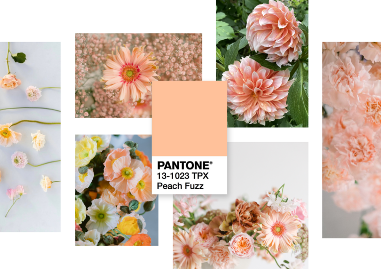 The Allure of Peach Fuzz the new Pantone 2024 Unveiled