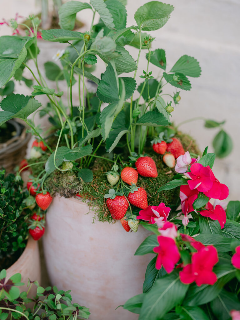 Strawberry plants overflowing a terracotta pot with moss and vivid pink flowers in the entrance installation.