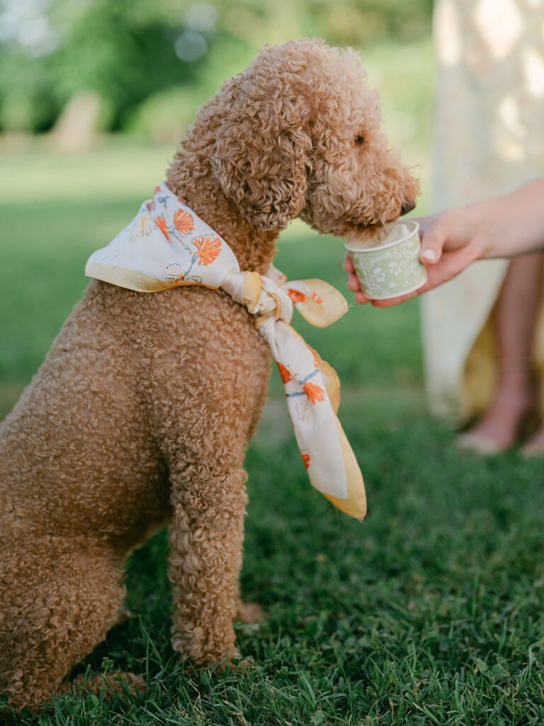 Curly-haired dog wearing a floral silk scarf and drinking from a cup in the gardens of Château de Tourreau.