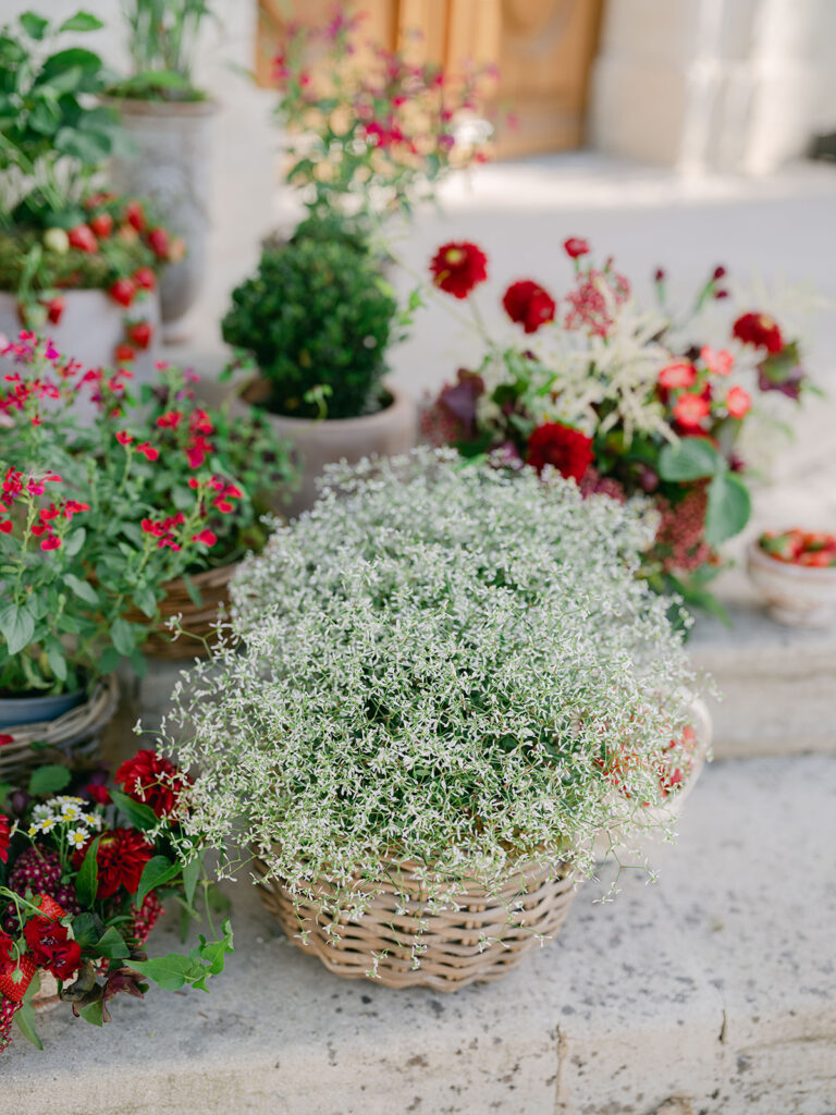 Airy white euphorbia in a woven basket layered with red flowers and strawberry plants on the château steps.