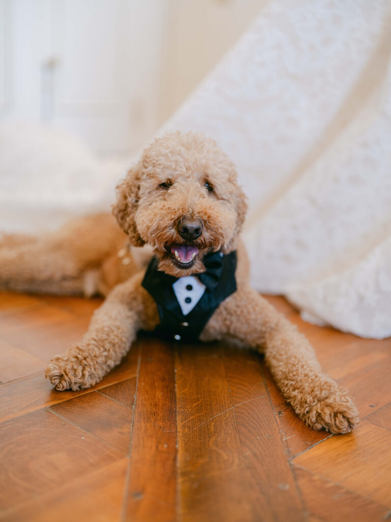A smiling curly-haired wedding dog wears a miniature tuxedo beside the bride’s lace gown.