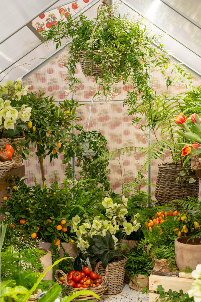 Vertical view of the greenhouse planted with kumquats, white hellebores, tulips, ferns and trailing jasmine.