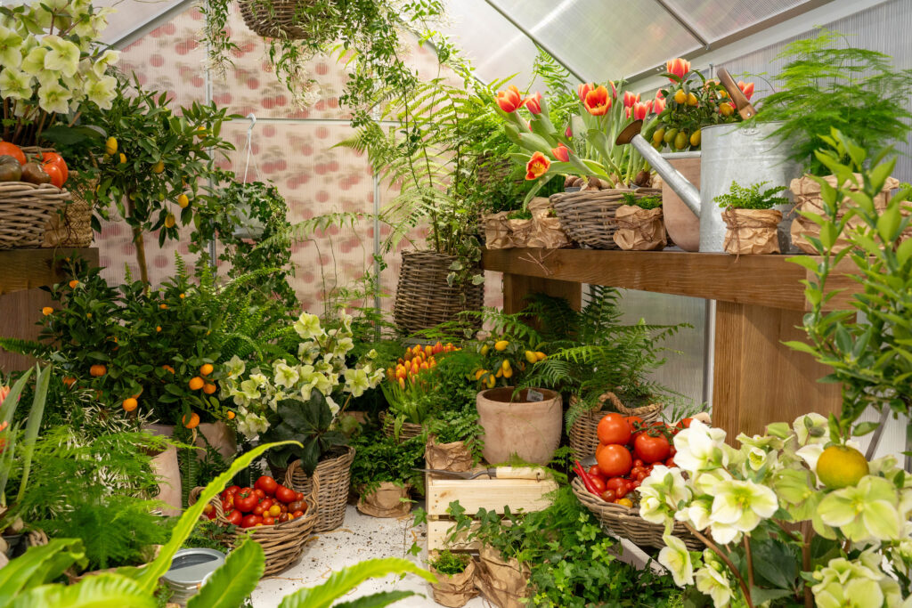 Lush greenhouse styling with orange tulips, hellebores, kumquat trees, ferns and baskets of tomatoes.