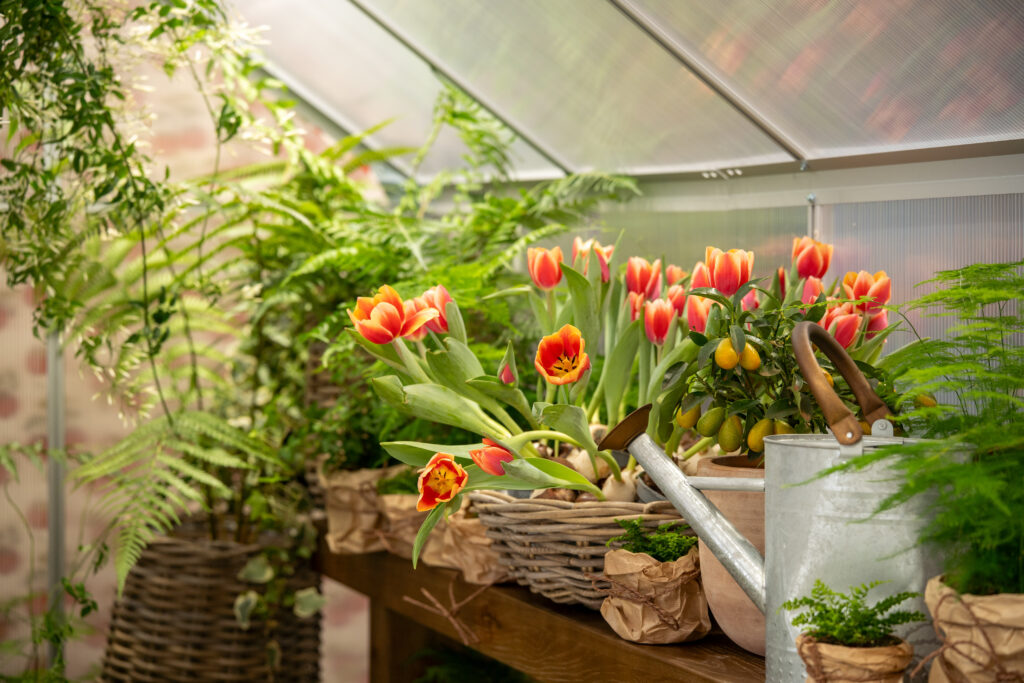Orange tulips, kumquat tree, ferns and a metal watering can in the greenhouse floral installation.
